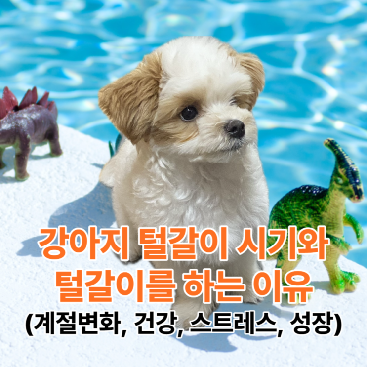  강아지 털갈이 시기와 하는 이유(계절변화, 건강, 스트레스, 성장)