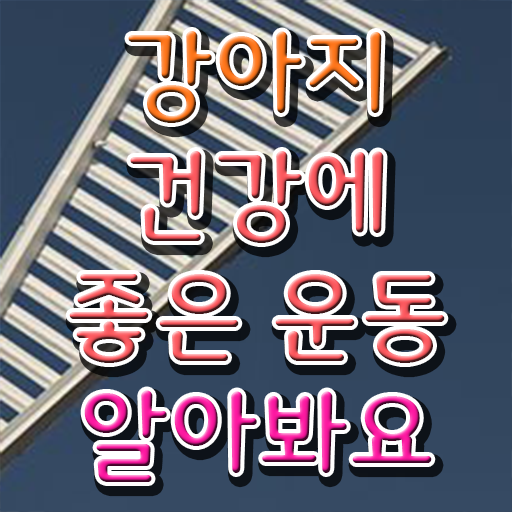  반려견운동지도사 자격증 준비방법 Check !!!