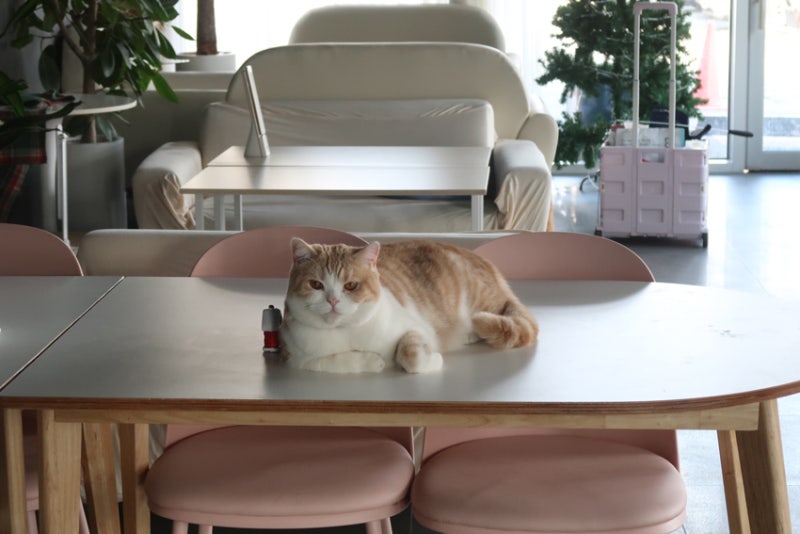 고양이 꿈 해몽, 고양이가 핥는꿈과 고양이 기르는 꿈은?