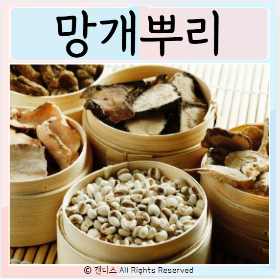  망개뿌리 효능 먹으면 좋은점 안좋은점 부작용