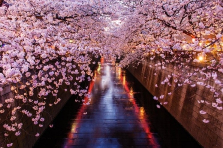 3월 4월 봄날 벚꽃 그리고 특가 이스타항공 일본 전역의 벚꽃 여행 할인 프로모션 진행 일본 벚꽃 개화 만개 시기