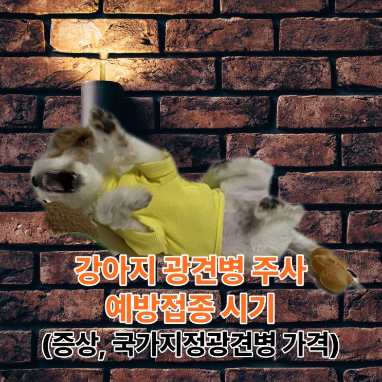  강아지 광견병 주사 예방접종 시기(증상, 국가지정광견병 가격)