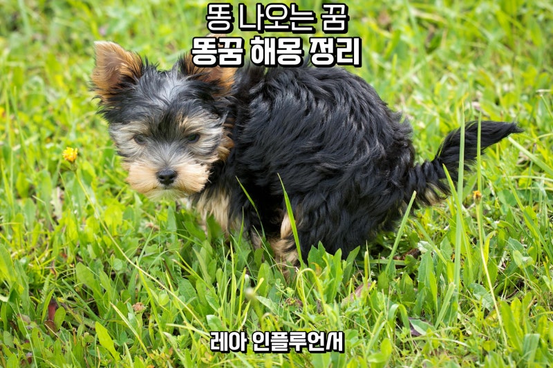 똥꿈 해몽 정리(싸는/태몽/만지는/보는/먹는/동물/로또)
