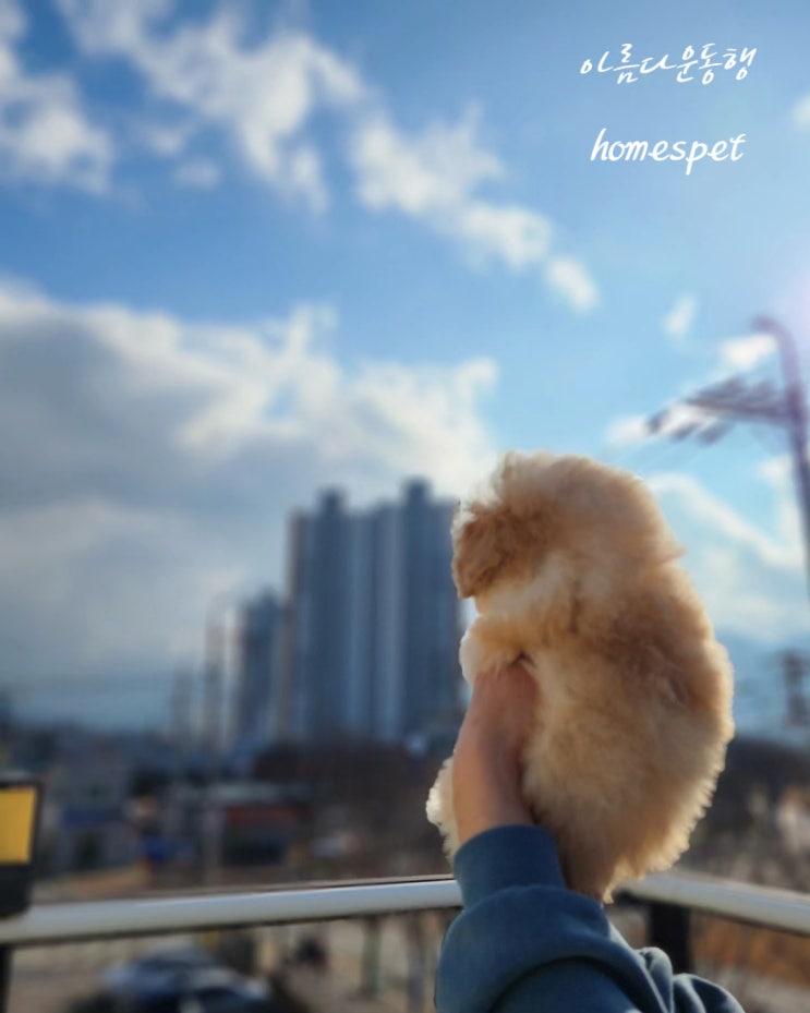  대구말티푸분양 부드러운 생크림을 발라놓은 말티푸 '레오'(feat. 대구&경산)