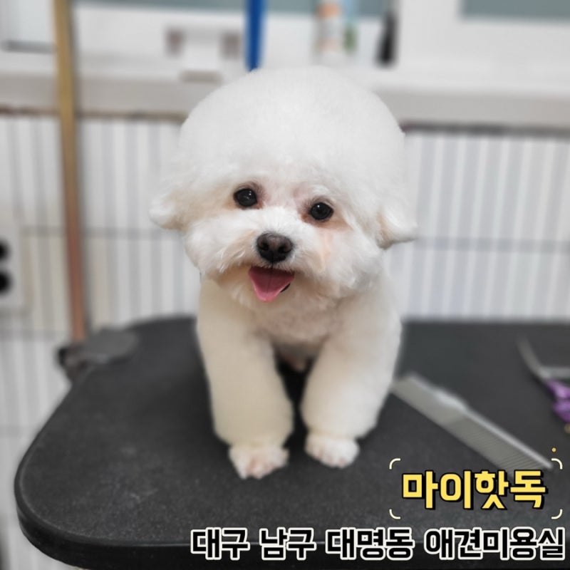 마이핫독 애견유치원/미용