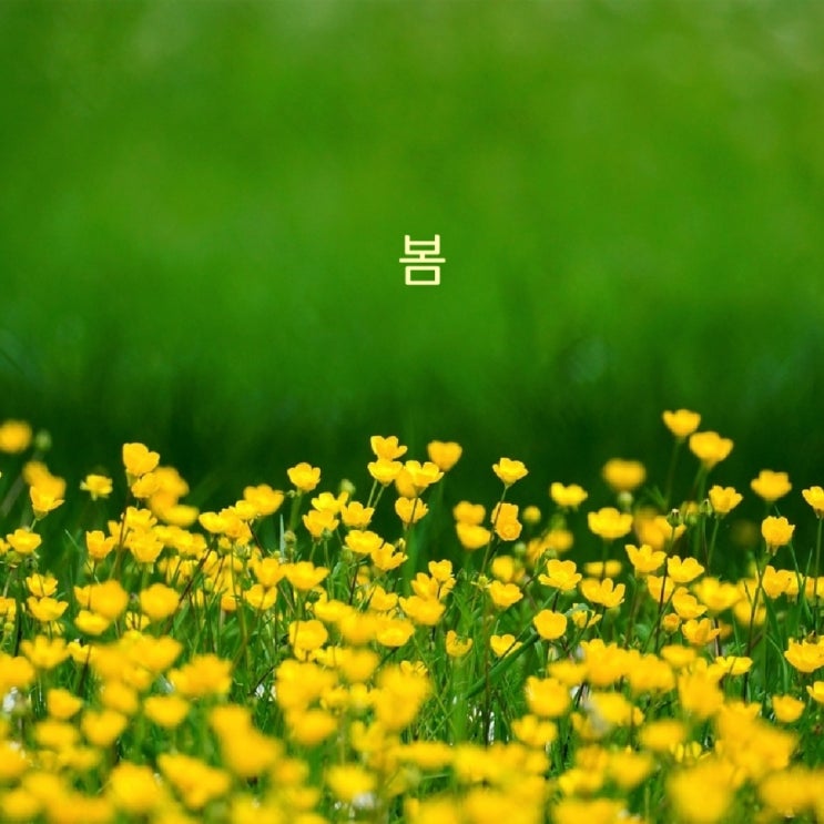 수필| 봄 피천득 수필집 "인연" 중에서 수필| 봄 피천득 수필집 "인연" 중에서