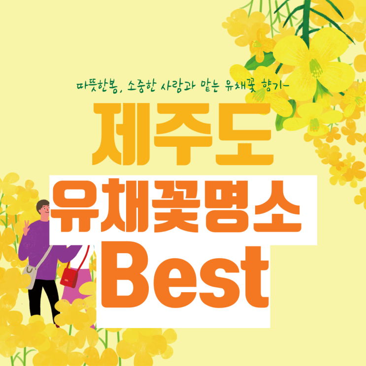  제주도 유채꽃 명소 축제일정 및 유채꽃 개화시기