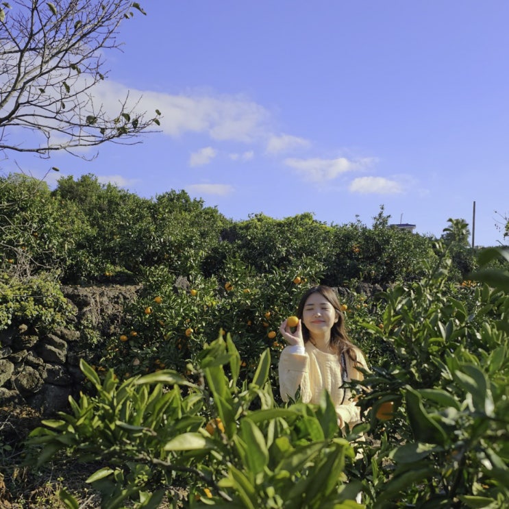  제주도여행 금동이네 귤 따기 체험, 안녕 협재씨, 무무제주, 협재해수욕장, 신창풍차해안도로, 공새미 솥뚜껑