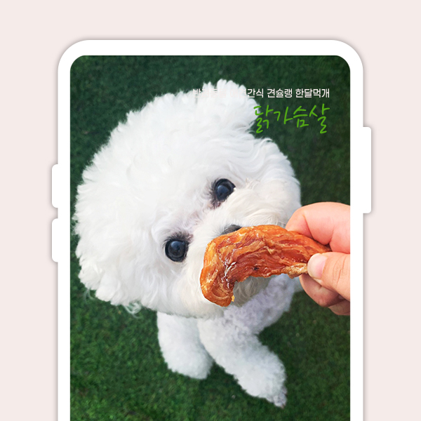  반려동물 반려견 애견 간식 닭가슴살 촬영 상세페이지