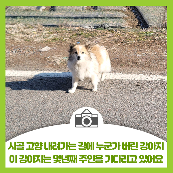  시골 고향 내려가는 길에 누군가 버린 강아지, 이 강아지는 몇년동안 한자리에서 주인을 기다리고 있습니다.