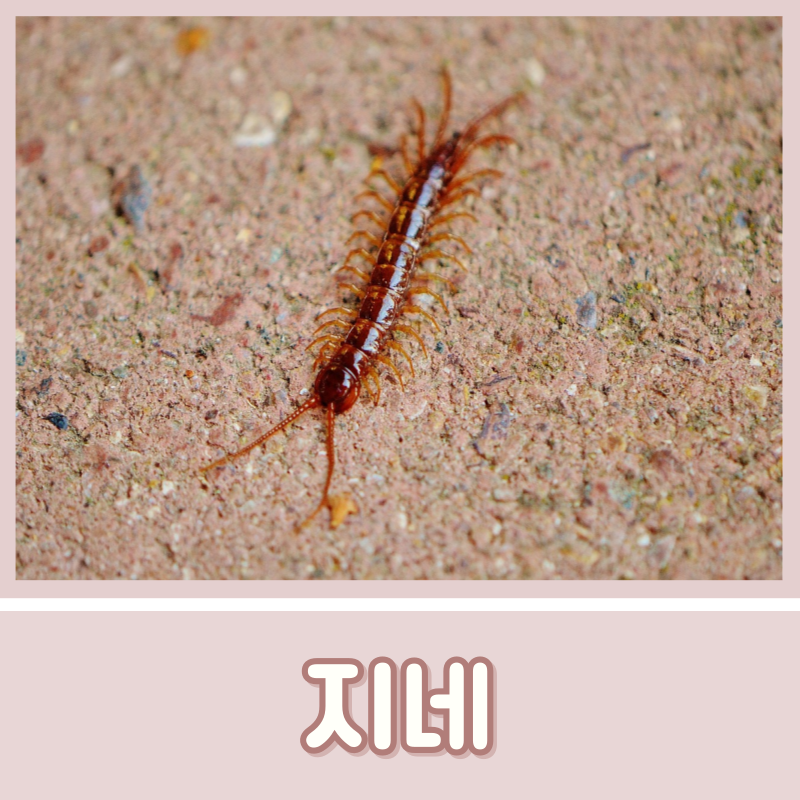 말린 지네 효능 부작용 오공 먹는법
