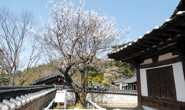  팝콘 꽃, 선비의 꽃 매화 : 봄의 전령