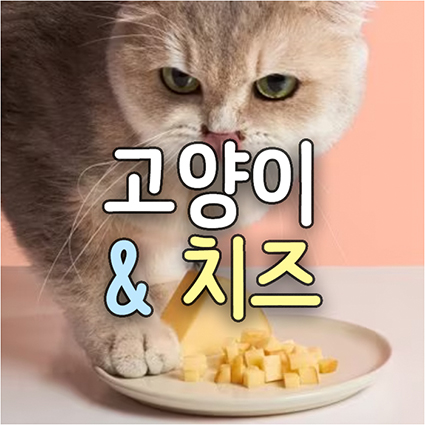 고양이 치즈, 강아지(개) 먹어도 되는 안전한 치즈 추천