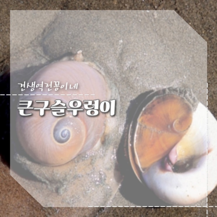  큰구슬우렁이 특징 영양성분 우렁이키우기
