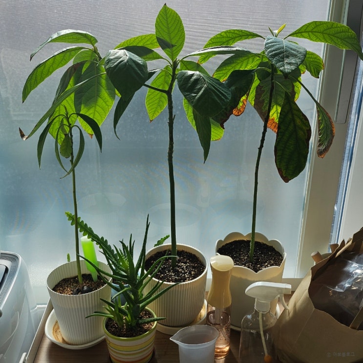 [식물 일기] 아보카도, 피쉬본의 근황과 성장기