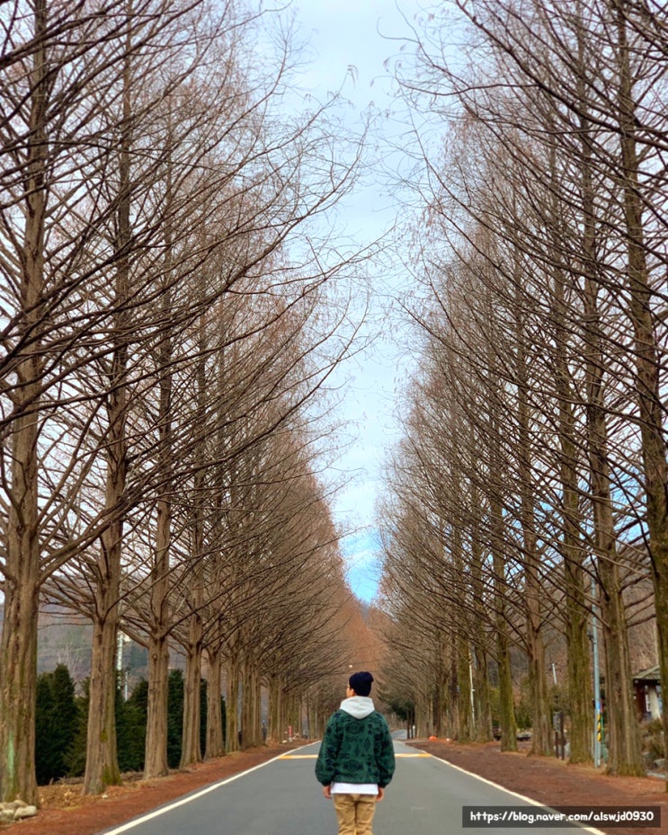  [전북 진안여행] 부귀 메타세콰이아길ː1.5km 동안 이어지는 메타세콰이어길 | 마이산 탑사 | 전라도 여행지 추천