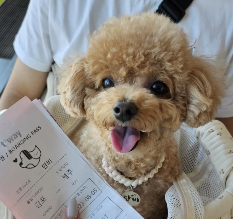  강아지 키우는 견주에게 선물하기 좋은 강아지 선물 BEST 9