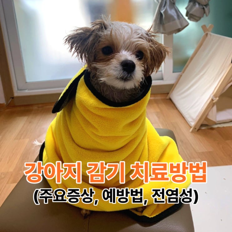  강아지 감기 치료방법, 주요 증상과 사람에게 전염성의 유무
