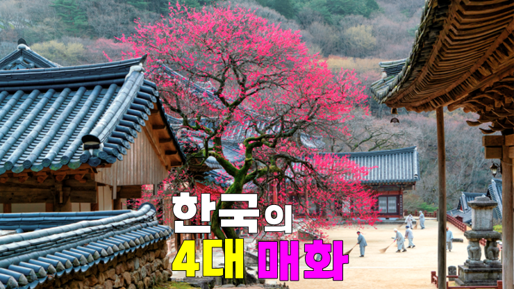 2024 한국4대매화 개화시기(강릉오죽헌 율곡매, 구례화엄사 들매, 백양사 고불매, 선암사 선암매) 2024 한국4대매화 개화시기(강릉오죽헌 율곡매, 구례화엄사 들매, 백양사 고불매, 선암사 선암매)