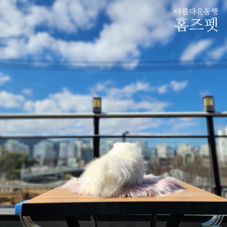  대구강아지분양_대구포메라니안 무료분양 가능한 곳(경산,영천,포항,구미)