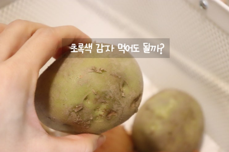  초록색 감자 먹었는데 조심해야겠어요