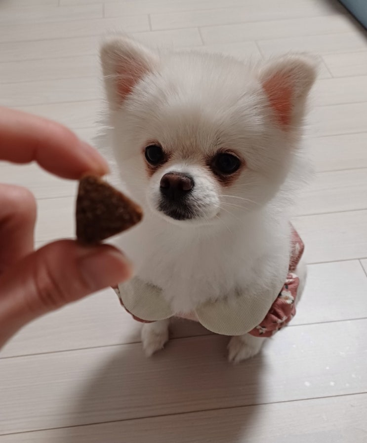  강아지 슬개골탈구 단계별 증상과 예방법 관절영양제 추천 제리스타일스