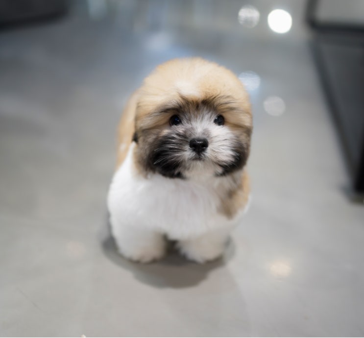  꼬똥드툴레아,파티꼬똥,강남강아지분양중