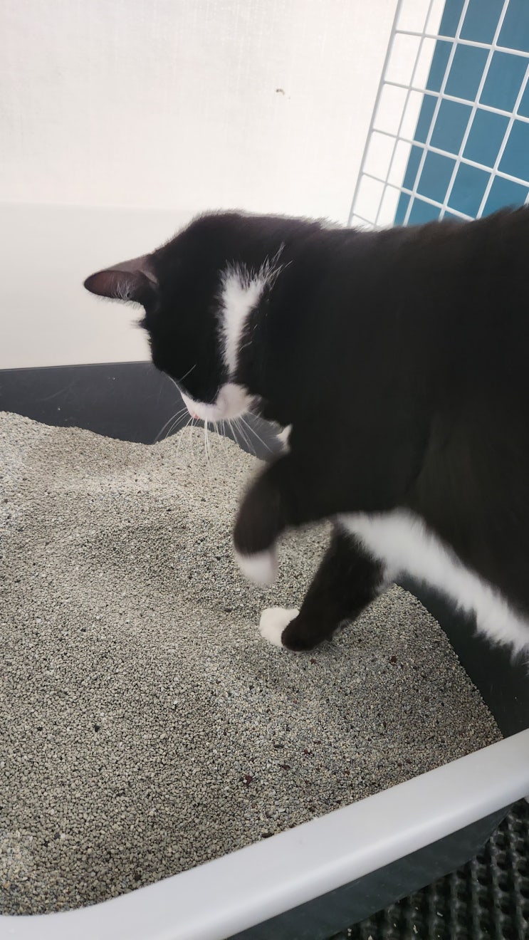 고양이 화장실 모래 추천 집사생각몰 벤토나이트 차칸모래