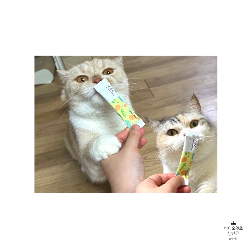 고양이 변비가 걱정이라면 고양이 유산균 냥산균으로 관리해요 !!