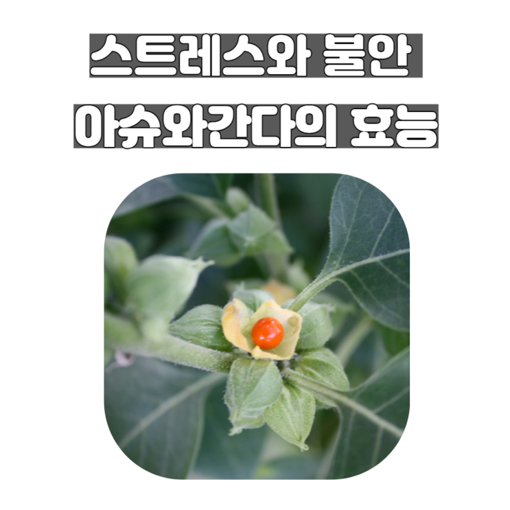  아슈와간다 인도의 전통 약용 식물의 놀라운 효능과 이점