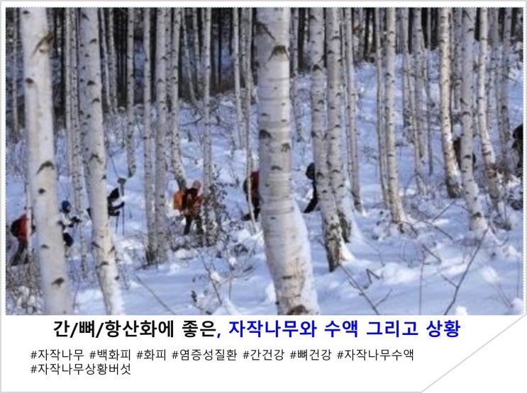  간/뼈/항산화에 좋은, 자작나무와 수액 그리고 상황