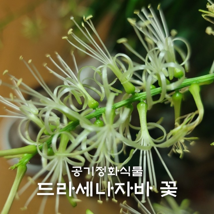 키우기 쉬운 공기정화식물 드라세나자바 꽃이 피는 과정