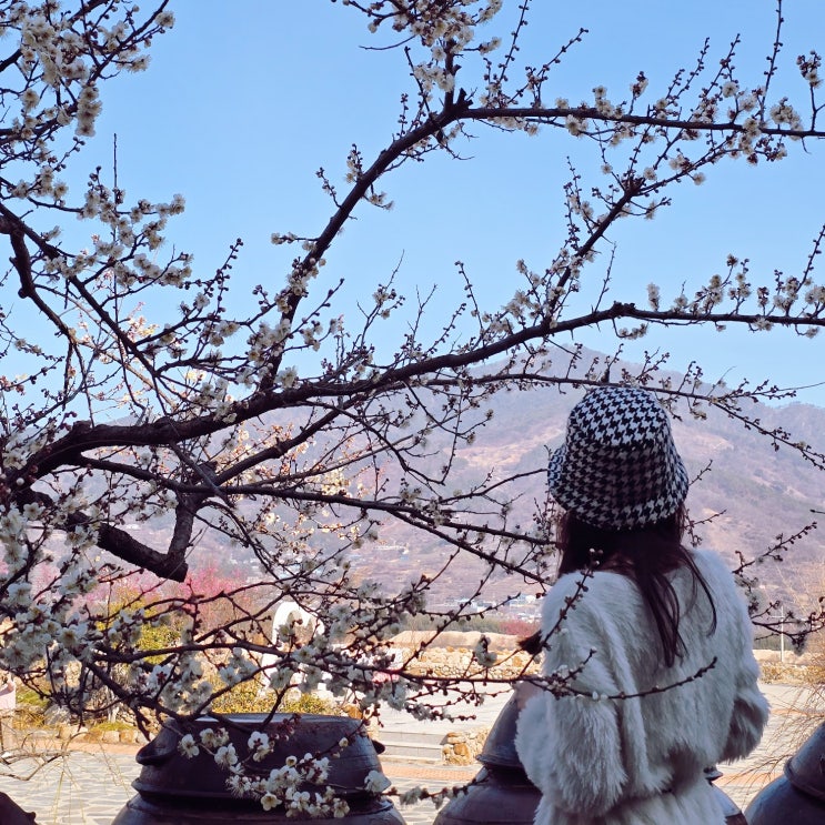  2024 광양 매화축제 전남 광양 매화마을 홍매화 실시간 개화상황