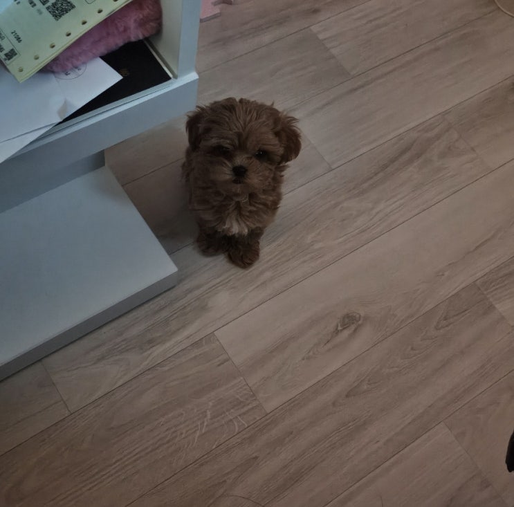  둘째