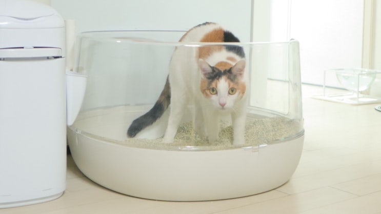 고양이 투명 화장실 크기 비교