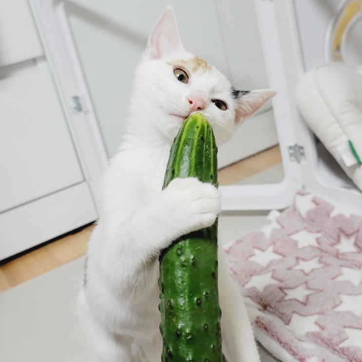 고양이 오이 간식으로 줄때 주의점 무서워할수도 있어요 고양이 오이 간식으로 줄때 주의점 무서워할수도 있어요