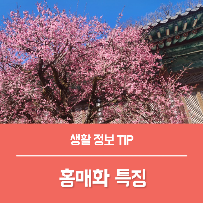  양산 통도사 홍매화 2024 개화 상태 홍매화 꽃말 특징은?