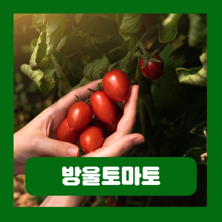 스테비아 방울토마토 당뇨 부작용 없을까