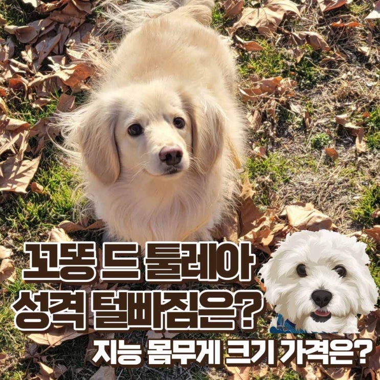  꼬똥 드 툴레아 성격 털 빠짐 지능 몸무게 크기 가격 기본 정보