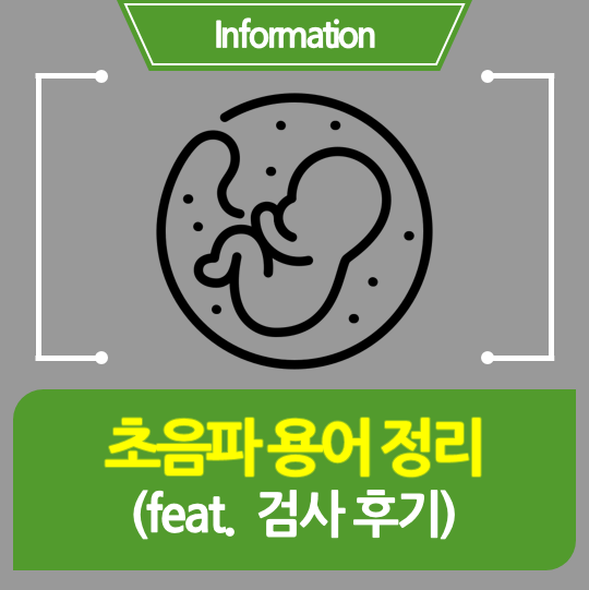 [임신정보] 정밀초음파 용어(약어) 정리 및 초음파검사 후기