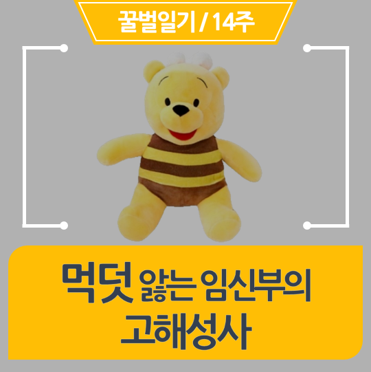  [임신14주] 먹덧 앓는 임신부의 고해성사 (먹덧 증상)