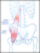Iliopsoas (장요근, 엉덩허리근) : Iliacus + Psoas Major (장골근 + 대요근) : 네이버 블로그