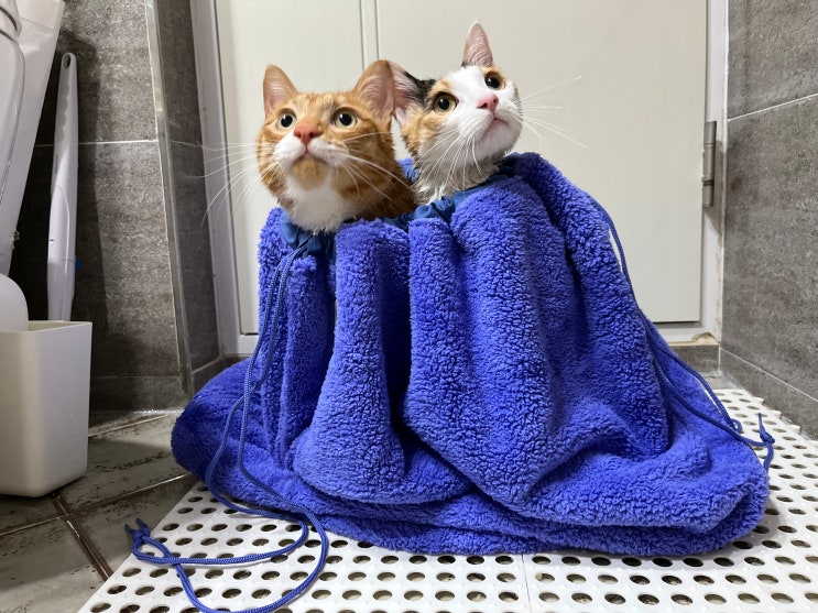  고양이 목욕 주기, 시기, 방법
