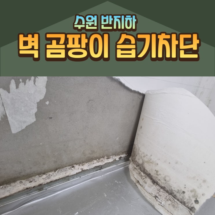  수원 반지하 집 벽지에 곰팡이는 방 바닥 습기 결로 때문이었다