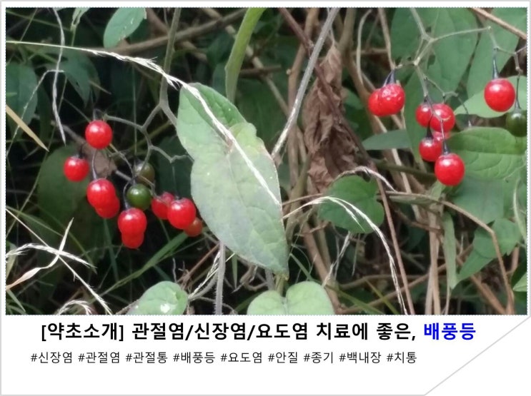  [약초소개] 관절염/신장염/요도염 치료에 좋은, 배풍등