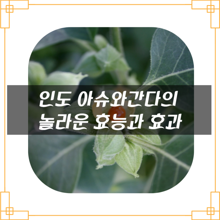  인도 아슈와간다의 놀라운 효능과 효과