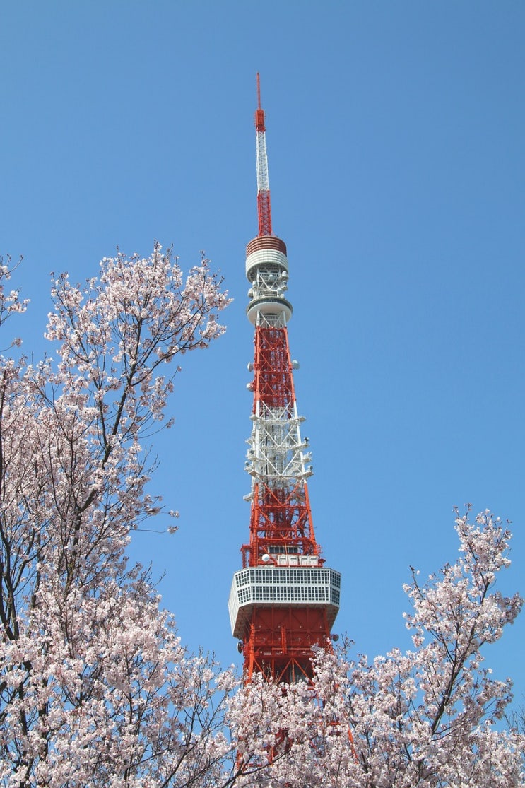 [해외 여행 정보] 도쿄의 봄을 소개합니다 일본 여행 3월 4월 날씨 공휴일 정보