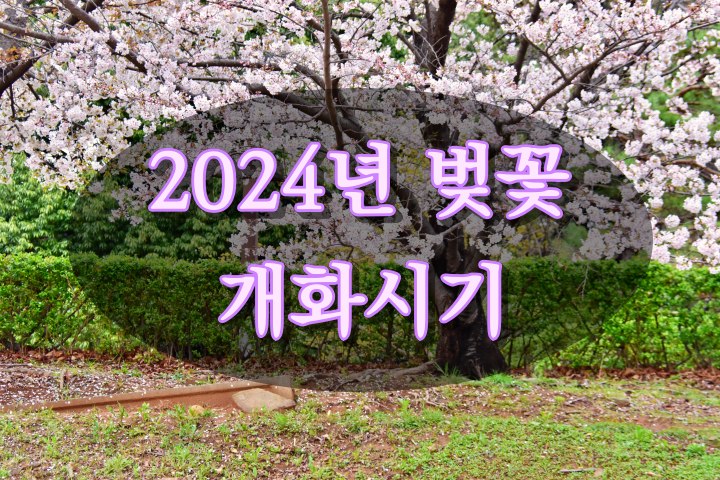 2024년 벚꽃 개화시기