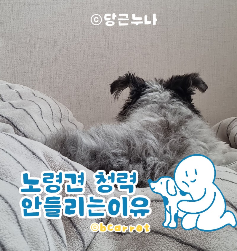 강아지 청력 노견 청력 손실 귀가 안들리는 원인