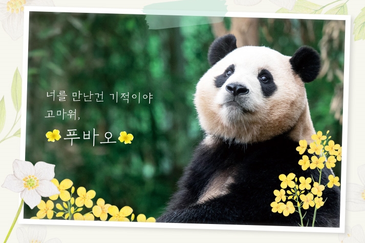  에버랜드, 3월 3일 이후로 푸바오 못본다